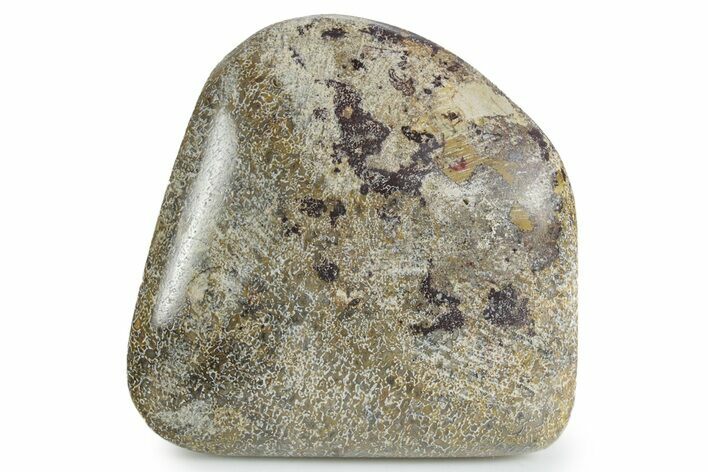 Polished Dinosaur Bone (Gembone) - Morocco #349611